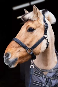 Kantar_Skórzany_True_Rider_Sparkle_Czarny (9).webp