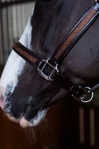 Kantar_Skórzany_True_Rider_Sparkle_Brązowy (4).webp