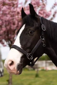 Kantar_Skórzany_True_Rider_Sparkle_Czarny (1).webp