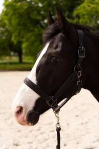 Kantar_Skórzany_True_Rider_Sparkle_Czarny (5).webp