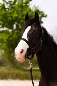 Kantar_Skórzany_True_Rider_Sparkle_Czarny (4).webp